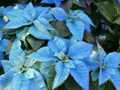 Blue poinsettia